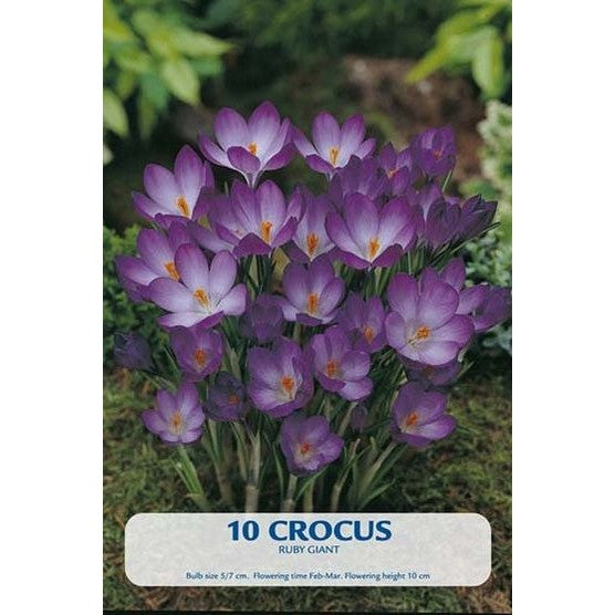 Krokus Ruby Giant 10-pack